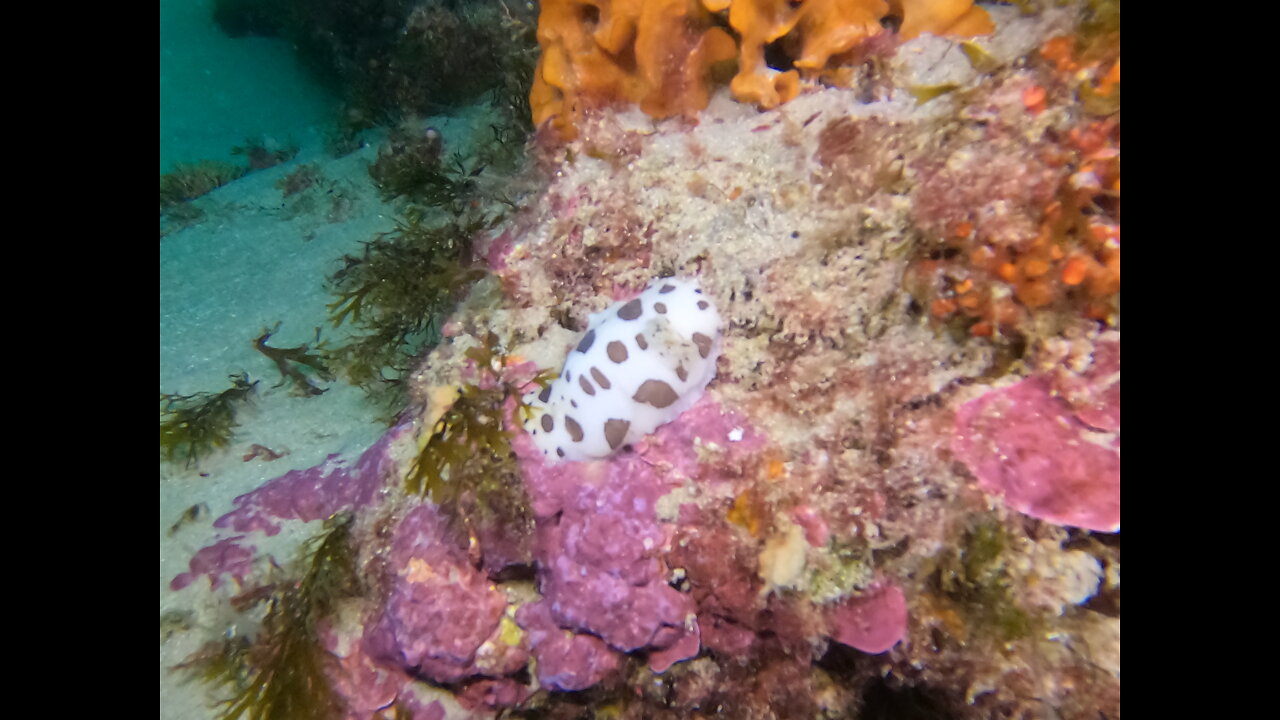 Diving in Tarifa , agosto 2022