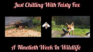 An Ninetieth Week In Wildlife - Just Chilling With Feisty Fox :)