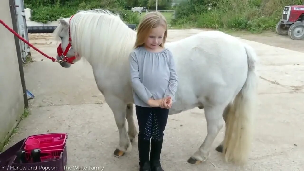 25 Most Beautiful Horses on Planet Earth