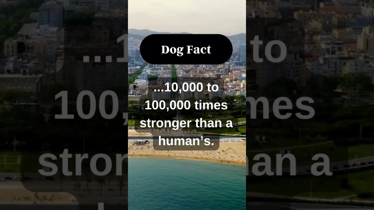 Do you agree with the statement? Please leave us a comment with your views.👉#shorts #dogfacts