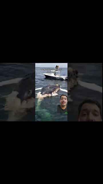 Whale falls are an ocean oasis