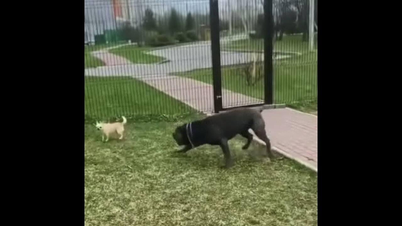 Mother dog playing with his little puppy