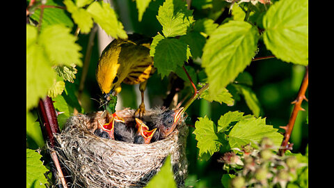 American yellow warbler feeds her hungry babies