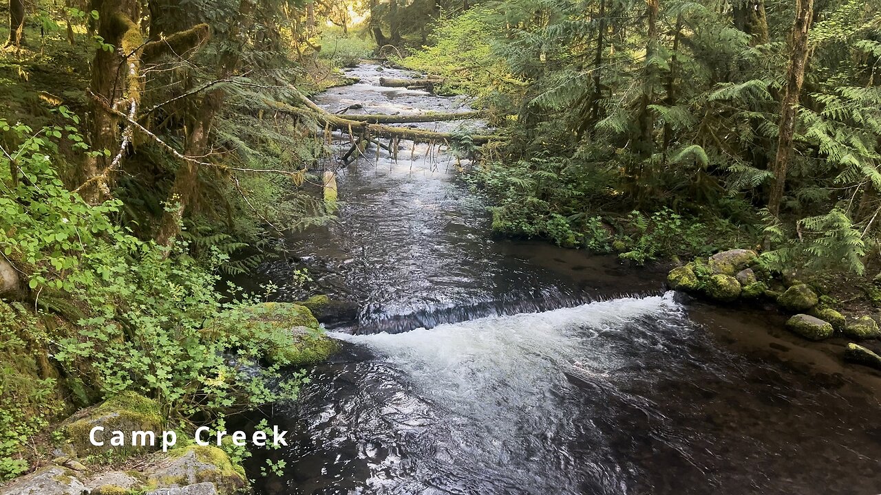 Still Creek Trailhead Bridge Overlooking Camp Creek @ Camp Creek Campground | Mount Hood Oregon | 4K