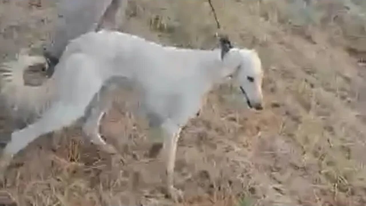 Arabian Greyhounds Vs Rabbit 🐇 Galgos árabes contra Liebres अरेबियन ग्रेहाउंड बनाम खरगोश Арабские