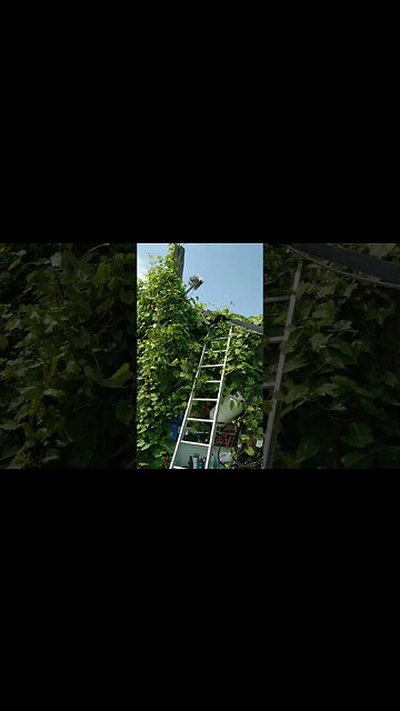 Vines #vlog #landscaping #ohhighbud