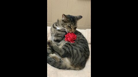 This Vegetarian Cat EATS Flowers