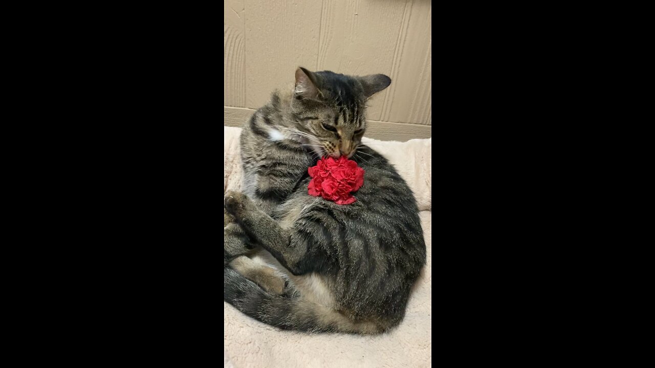 This Vegetarian Cat EATS Flowers