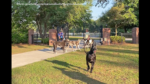 Four Happy Great Danes Welcome Iron Man Cyclist Home