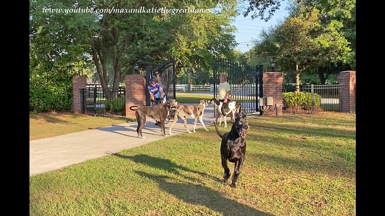 Four Happy Great Danes Welcome Iron Man Cyclist Home
