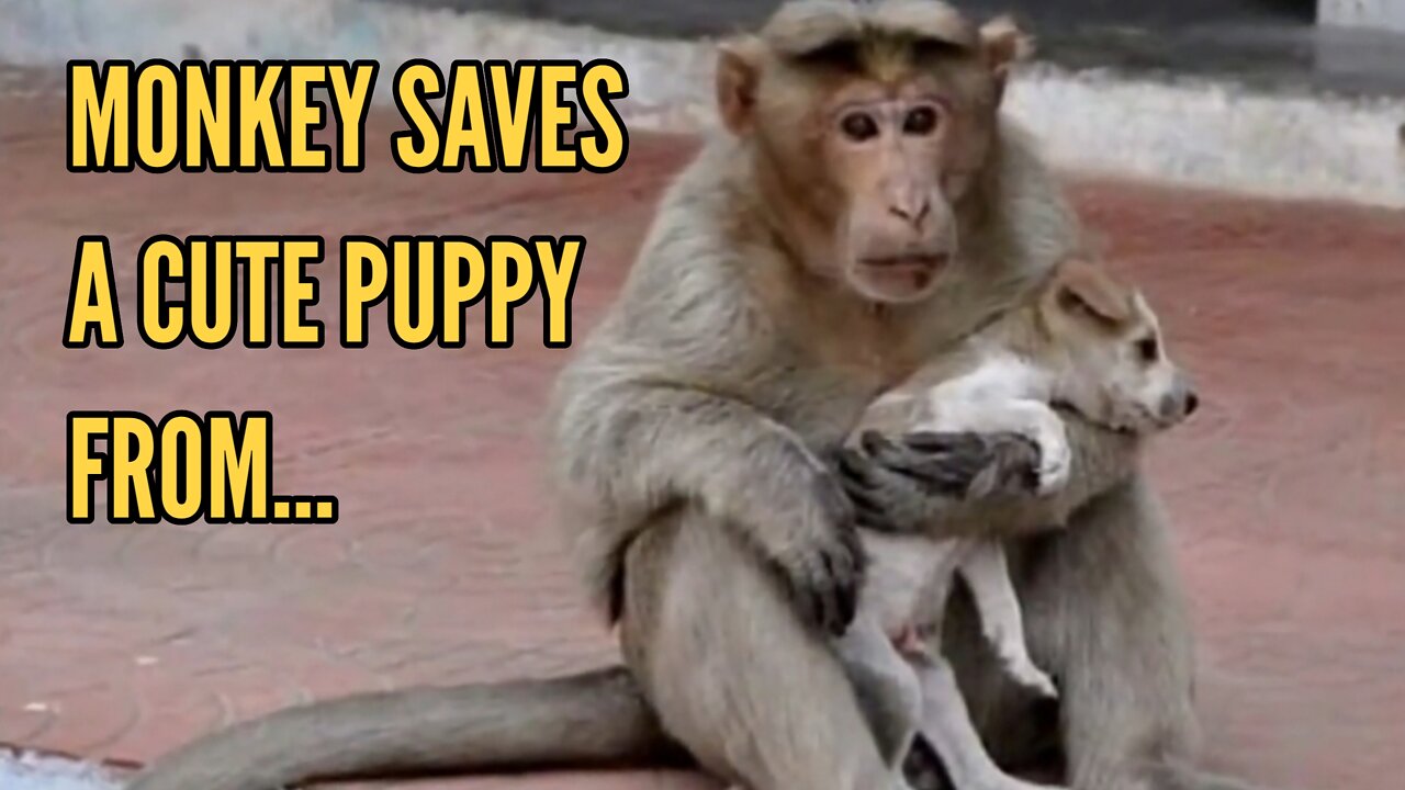 🙀Humanity in Animals | 🐵Monkey Saves A Puppy🐶🐕