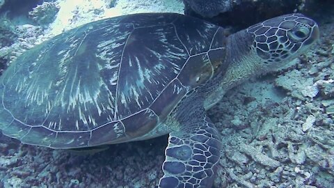 The underwater world of the ocean