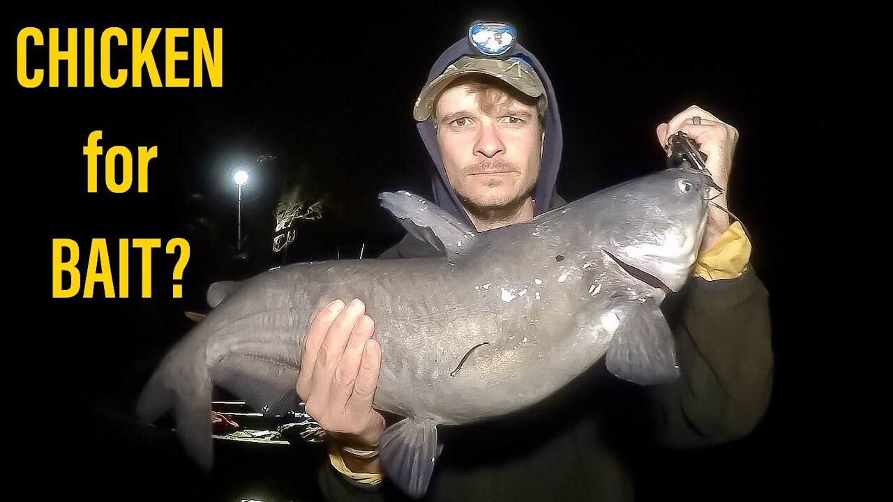 Chicken for Catfish Bait? (Catfishing on the Cape Fear River)