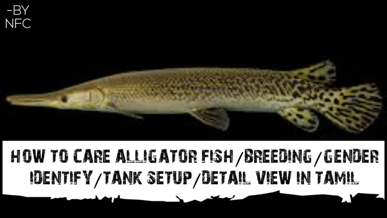 HOW TO CARE ALLIGATOR FISH/BREEDING/GENDER IDENTIFY DETAIL VIEW IN TAMIL