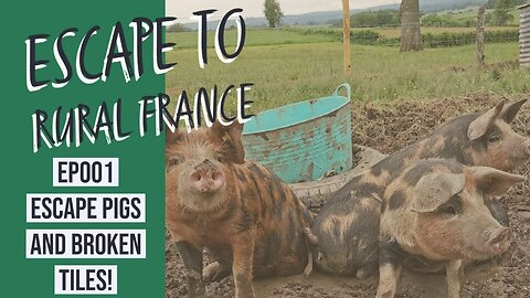 escape to rural france -Escape pigs and broken tiles. ep001