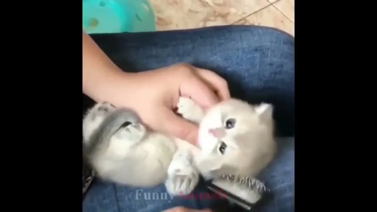 So many cute kittens videos compilation