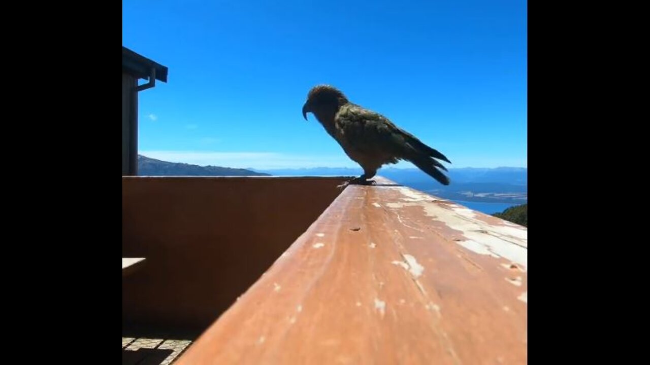 New Zealand - Parrot Steals GoPro Camera & Films Escape...