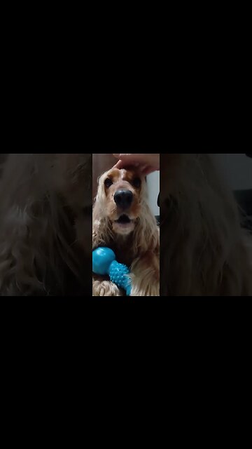 #dogsgow , #animals , #dogs , #shorts