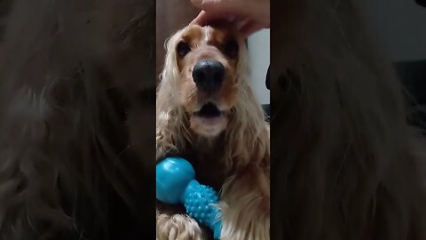 #dogsgow , #animals , #dogs , #shorts