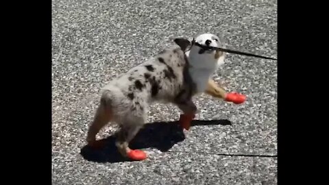 Coco is in her Little Red Boots Again!