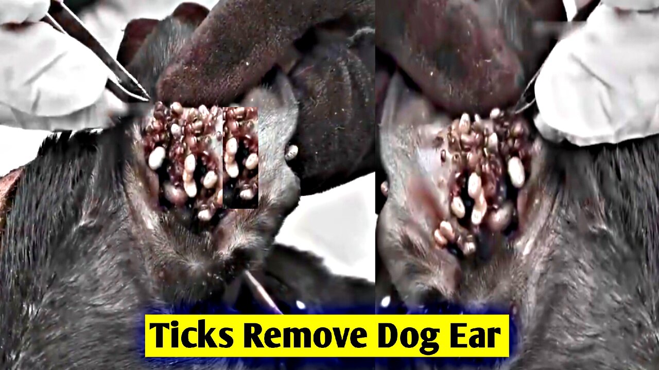 Removing Monster Tick From Dog Ear | Animal Rescue Video