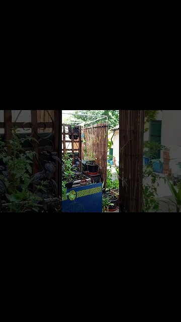 O Dear it him sings..Sober judges.