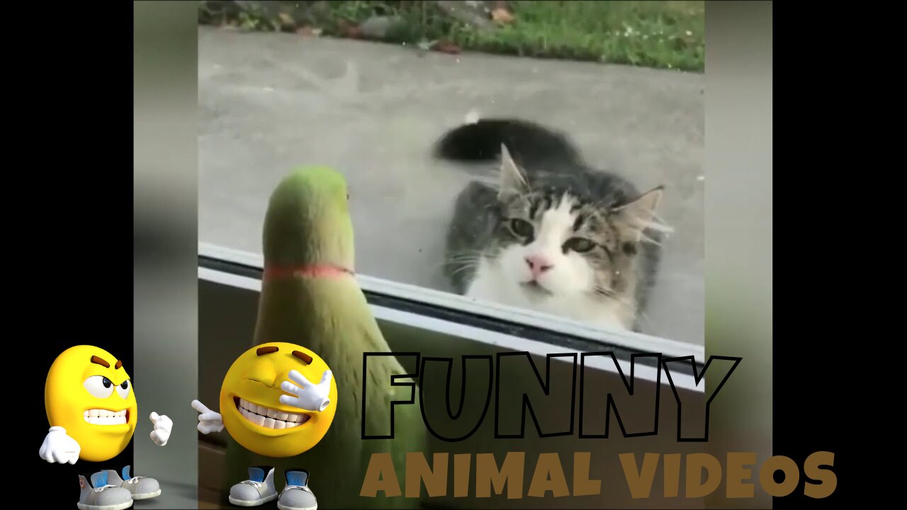 Cat funny and bird's funny videos