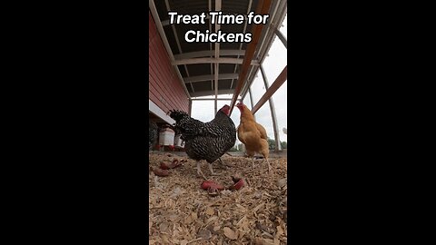 Treat Time for #Chickens! #backyardchickens #farmlife #pettreats