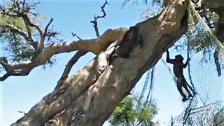 Rescued baby baboons having fun