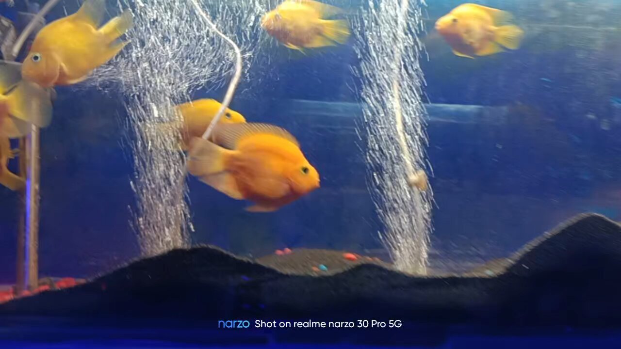 golden fish in aquarium