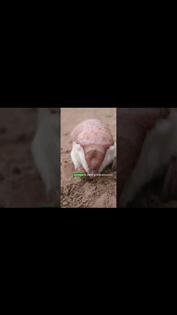 True or False? Mysterious Pink Armadillo in Jungle of Argentina