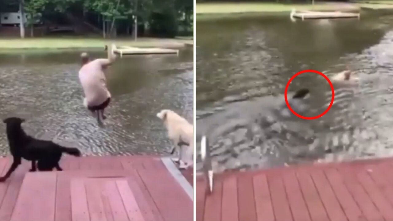 Dog panics when the owner swings and falls into the lake 😅