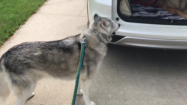 Stubborn Husky Demands To Sit In The Front Seat Of A Car