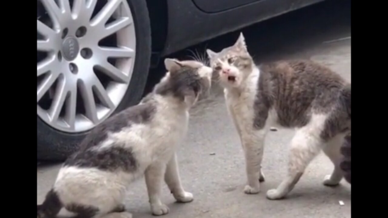 Two cats quarreling