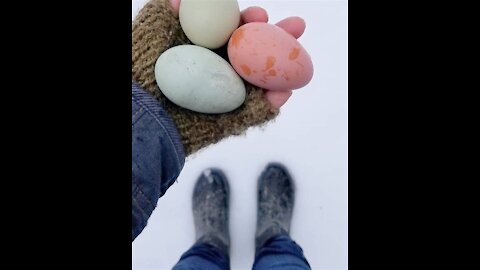 How to get Chickens To Lay Eggs all Year