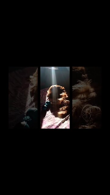 #cachorro, Beautifuldog, #friend, #dogshow, #amimals, #dogs, #shorts