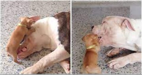 Tiny chihuahua puppy adorably teases sleepy American bulldog