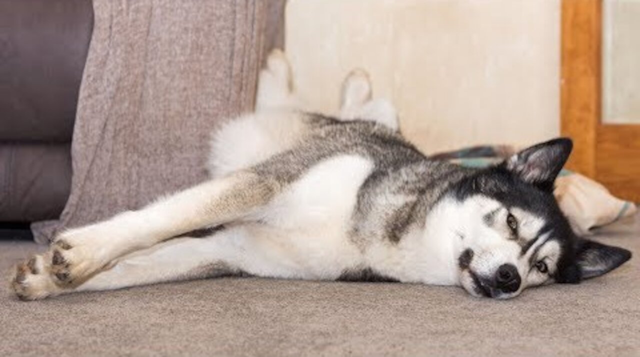 Husky Sings Laying Down