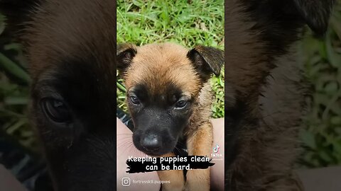 Keeping puppies clean can be hard #malinoislovers #dutchshepherd #puppies