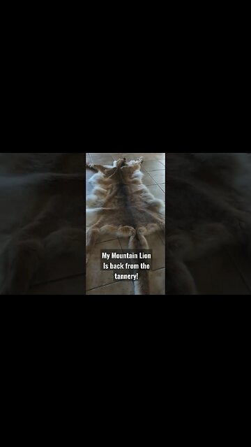 Mountain Lion back from Tannery! #shorts #mountainlion #hunting #cathunting #tanninghides #success