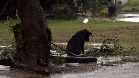 49 Dogs Have Been Saved In The Last 48 Hours When Irma Owners Evacuated!