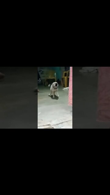 This Dog Was Waiting For Us #shorts