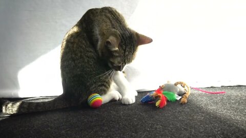 Kitten Loves His Toys