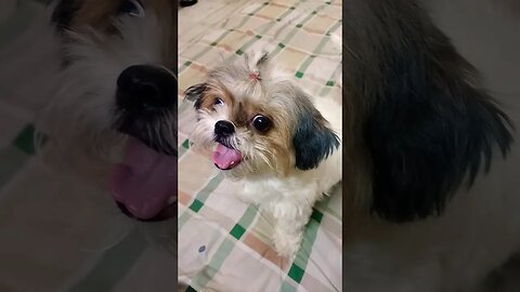 #funnyvideo #dogslover #youtube #shihtzu #shorts #subscribe song-we go (rimix)