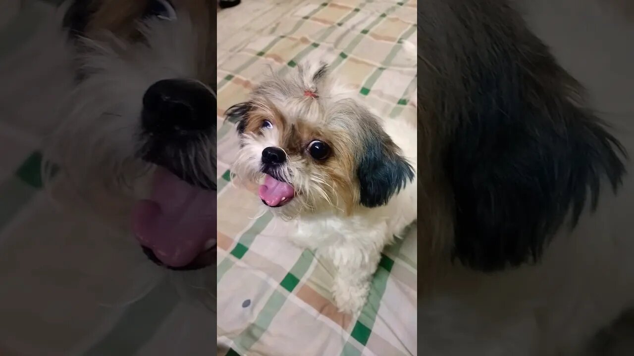 #funnyvideo #dogslover #youtube #shihtzu #shorts #subscribe song-we go (rimix)