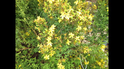 Liven Up St John Wort August 2021