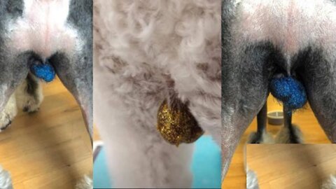 peoples start glittering their dogs testicles balls | Super Bark