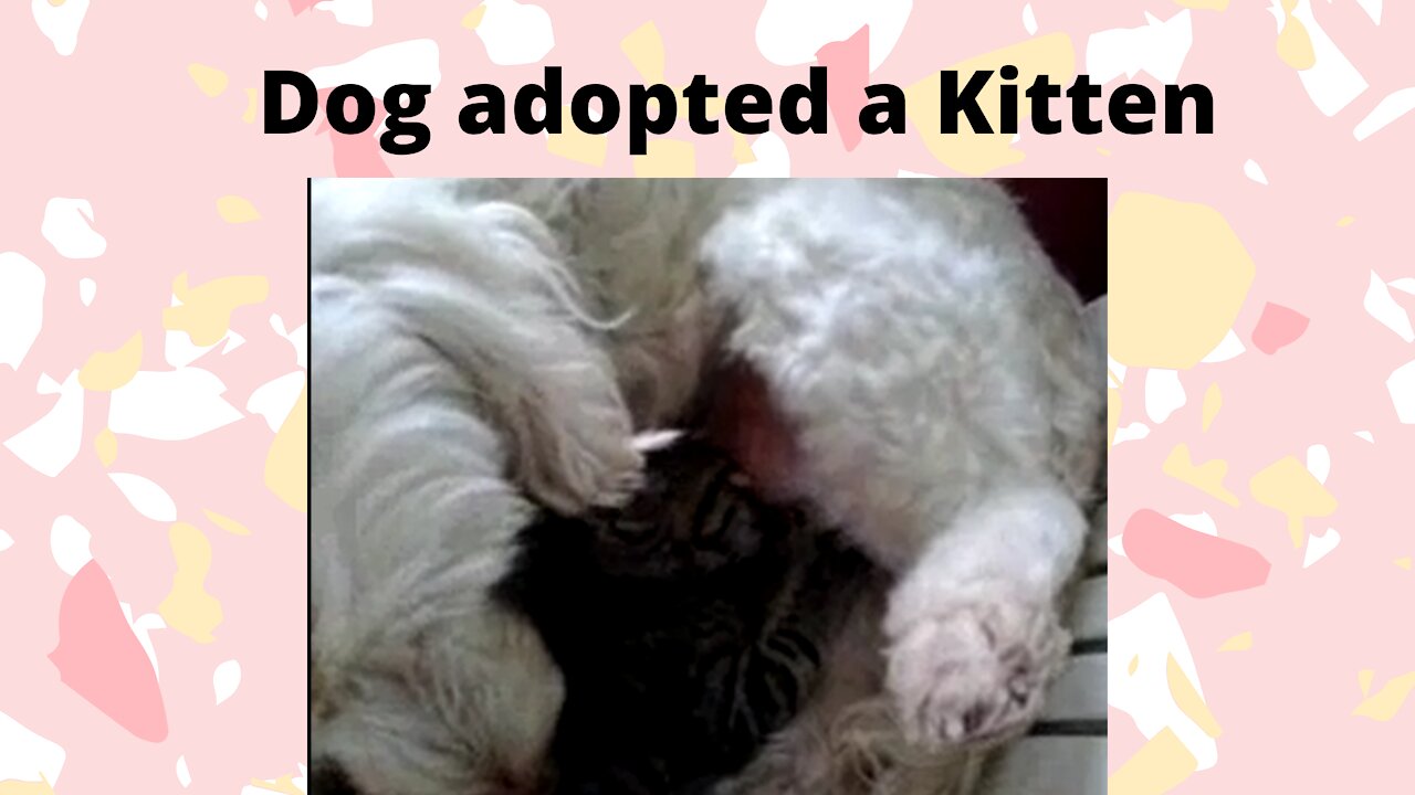 Dog adopted a Kitten