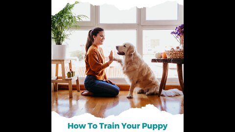 Brain Training For Dogs