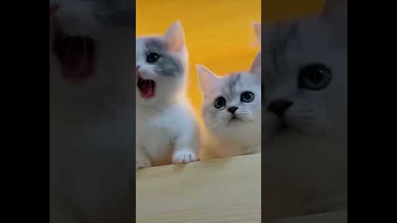 WHYY So cute 🥺🤭 | The Cute & Funny Animals